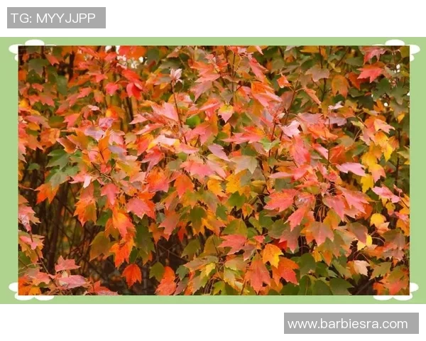 晚秋时节的诗意与谜语的魅力交织在一起的图文盛宴